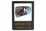 Iridescent Ammolite (Fossil Ammonite Shell) - Greens & Purples #336305-1